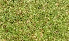 Short hairy bush PEE front porch video