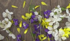 TOE TAPPING AND CRUSH FLOWERs CR