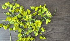 TOE TAPPING AND CRUSH FLOWERs 2ST