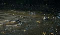 Wetsuit Secret Agent Spy Mission