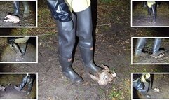 Chicken Stomping in Muddy Waders