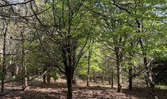 Spying on stranger girl in the forest when she wants to pee