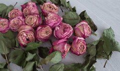 LorY trampled a lot of roses a