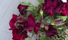 Victoria and Lary crushed a lot of red roses a