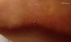 Giantess Ella - Shrunken Micro Sized Husband