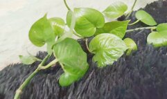 Crushing a very small man with my bare feet, the giant Angelina(1)