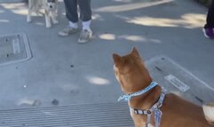 Are Shiba Inus Good Pets 10 Pros and Cons of Owning a Shiba