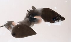 Giantess Wife Spits on & Crushes Tiny Husband with her High Heels