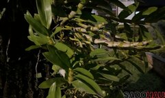 Stalker Is Imprisoned By Athlete Who Keeps Him Tied Up Like An Ornament