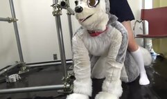 MiraiDouga - Shirasu and I, the Kemono Gatari