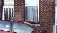 ANAL CHEATING MILF FOR HARD COCK