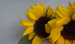 I stomp and crush sunflowers a