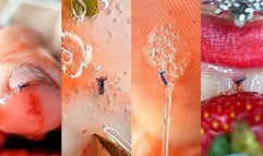 Drooling Strawberry Humiliation of a Tiny